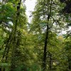 09 b Schluchensteig Etappe 4 - 6